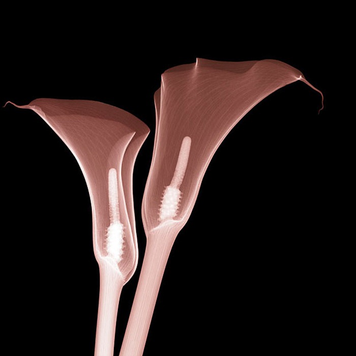 Flowers Under XRay Amusing